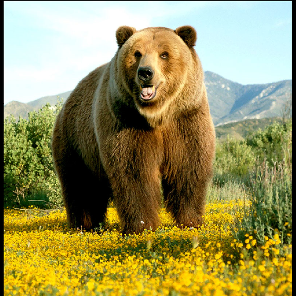 Big Bear