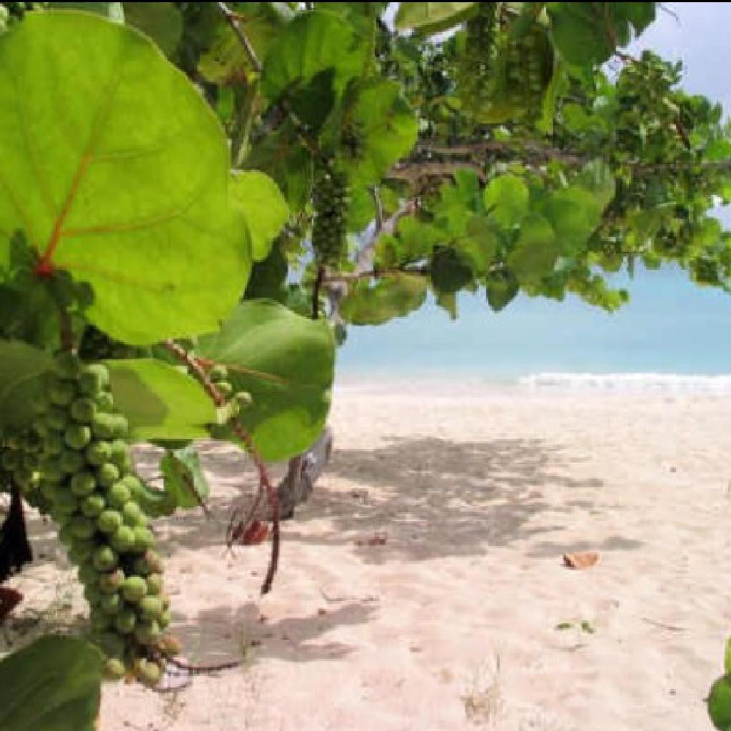 Beach Mix