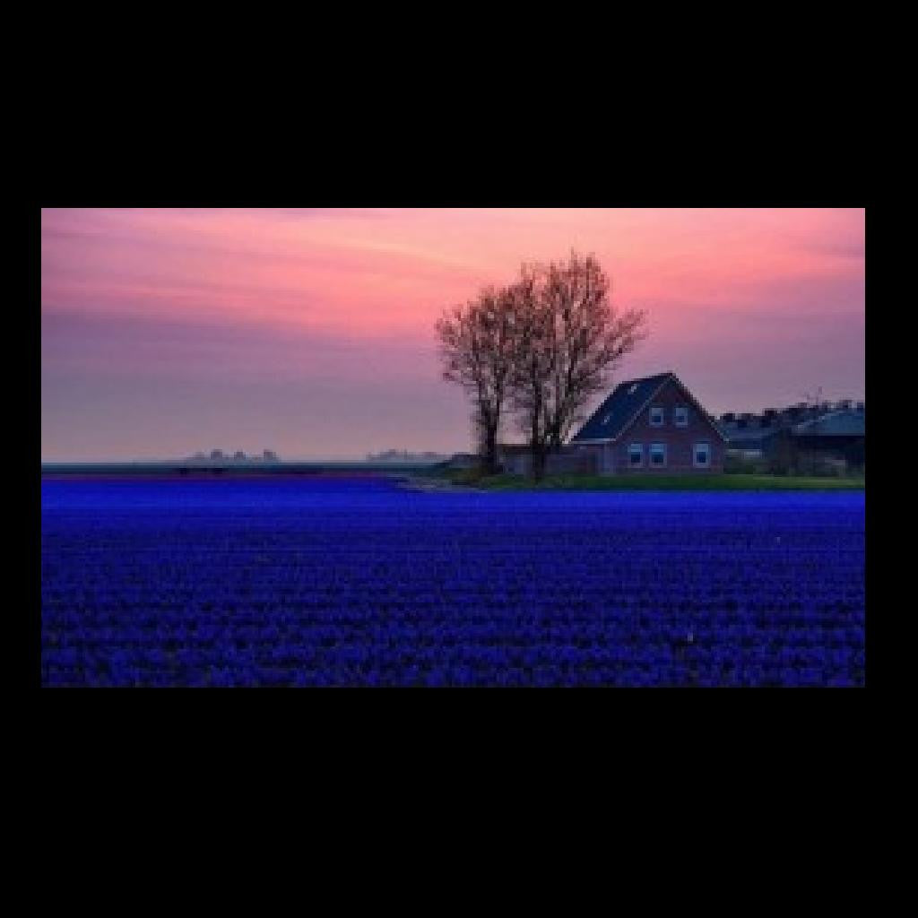 Blueberry Fields