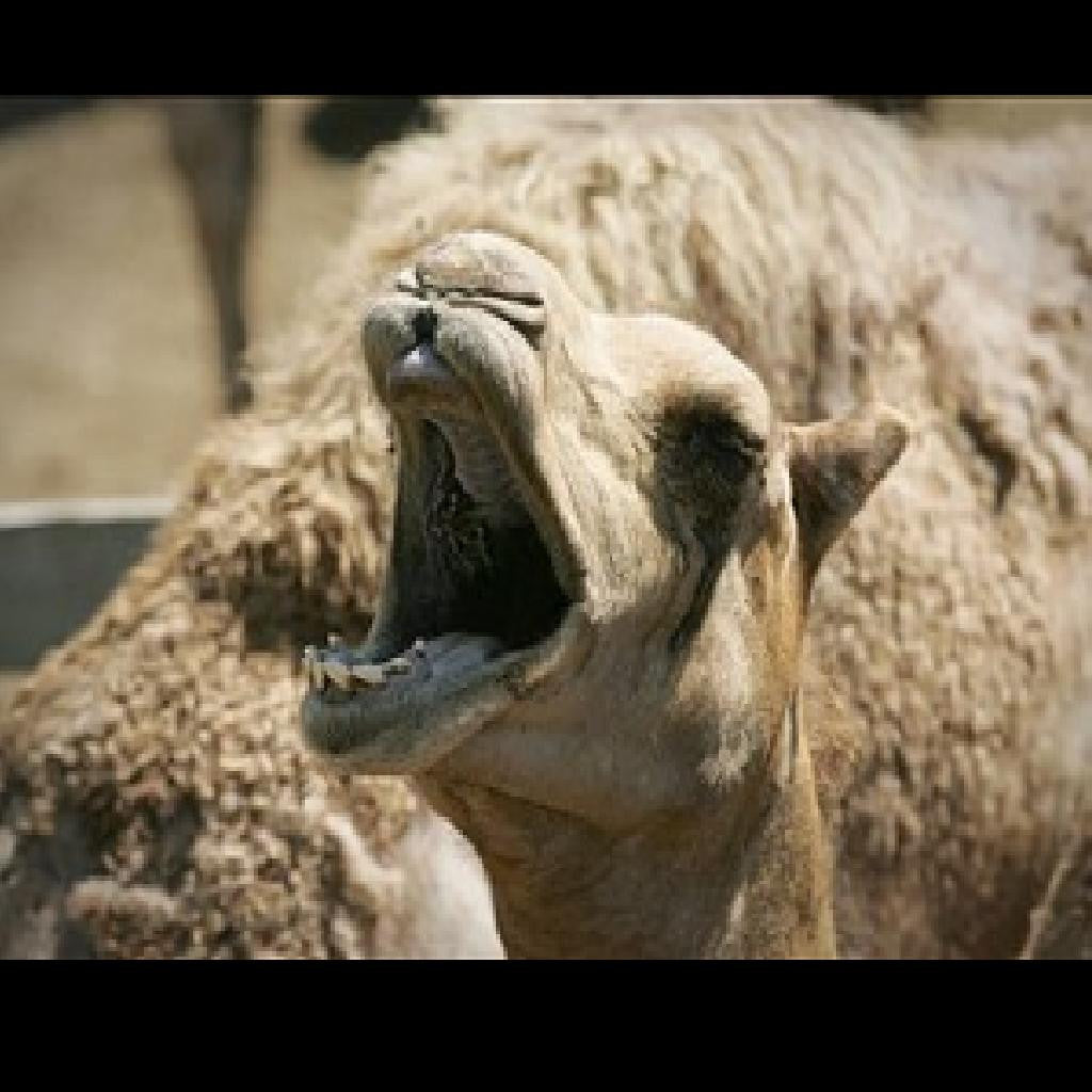 Camel Killer
