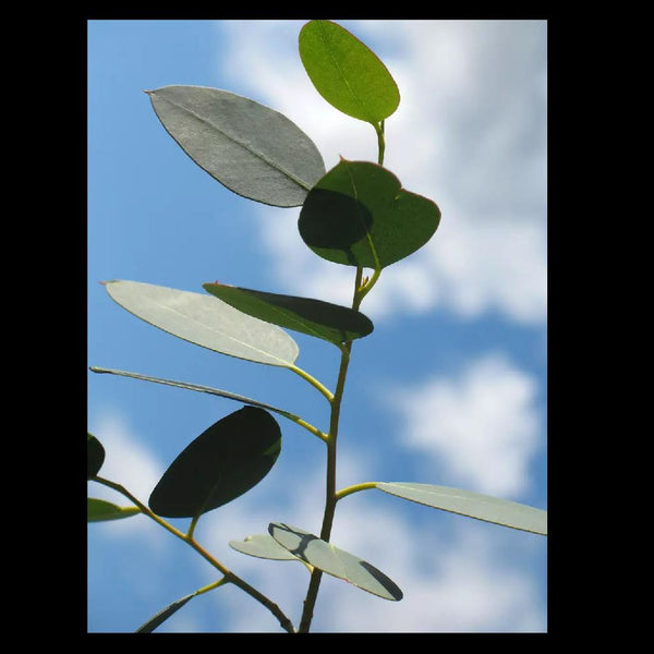 Menthol Eucalyptus