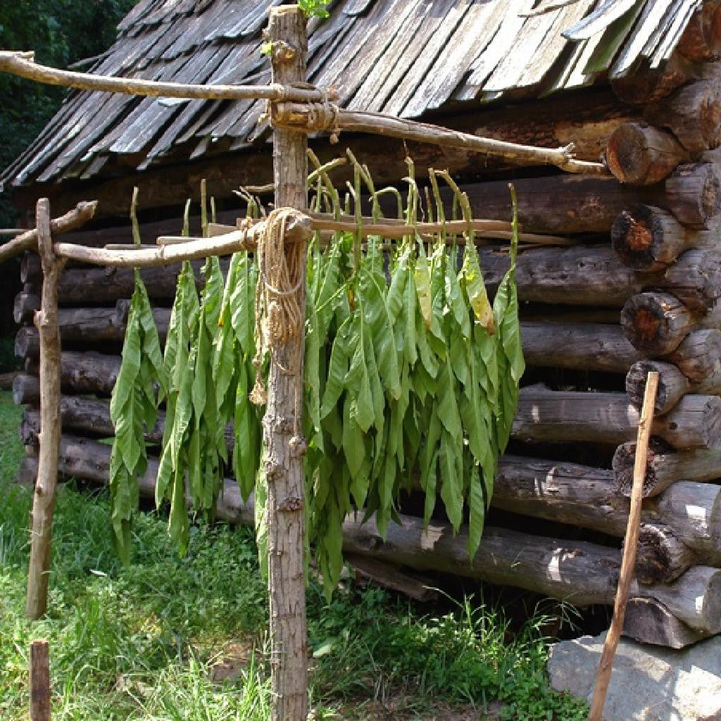Virginia Fire Tobacco