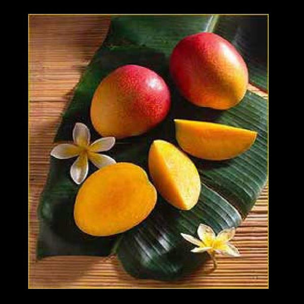 Wild Mango