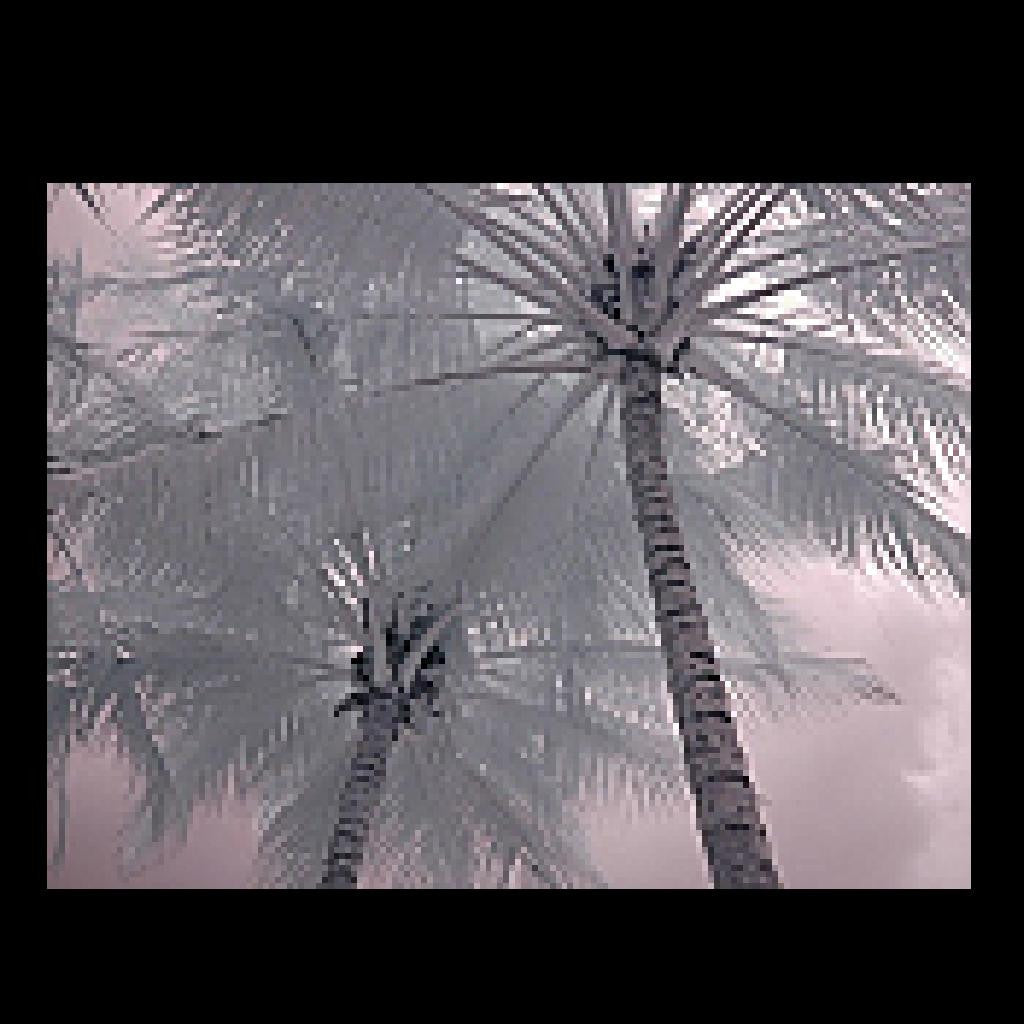 Winter Tropics