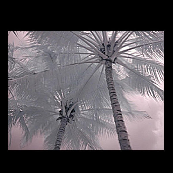 Winter Tropics