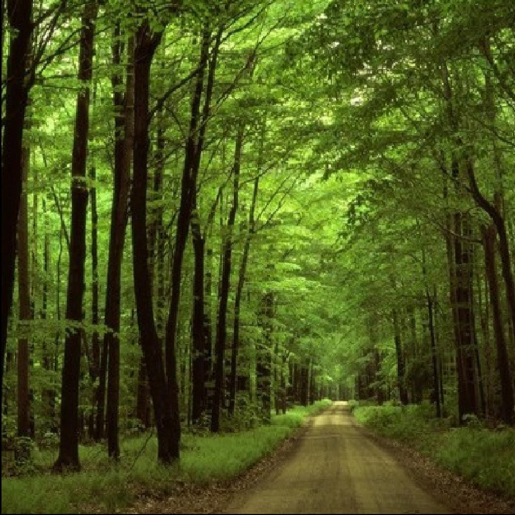 Woods Blend
